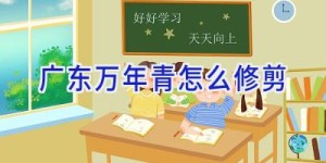 广东万年青怎么修剪