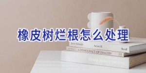 橡皮树烂根怎么处理