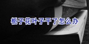 栀子花叶子干了怎么办
