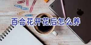 百合花开花后怎么养