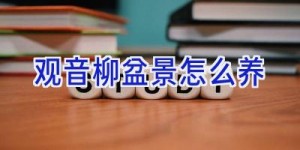 观音柳盆景怎么养