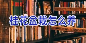 桂花盆栽怎么养