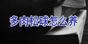 多肉松球怎么养