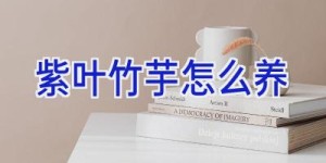 紫叶竹芋怎么养