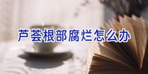 芦荟根部腐烂怎么办