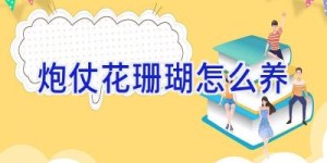 炮仗花珊瑚怎么养