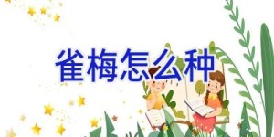 雀梅怎么种