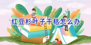 红豆杉叶子干枯怎么办