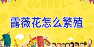 露薇花怎么繁殖