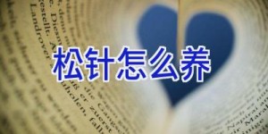 松针怎么养