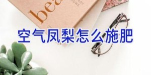 空气凤梨怎么施肥