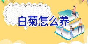 白菊怎么养