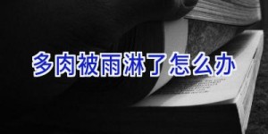 多肉被雨淋了怎么办