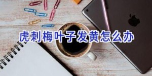 虎刺梅叶子发黄怎么办