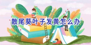 散尾葵叶子发黄怎么办