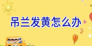 吊兰发黄怎么办