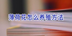 薄荷花怎么养殖方法