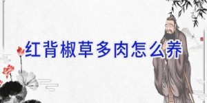 红背椒草多肉怎么养