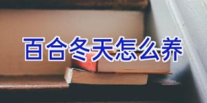 百合冬天怎么养