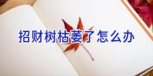 招财树枯萎了怎么办