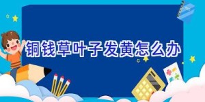 铜钱草叶子发黄怎么办