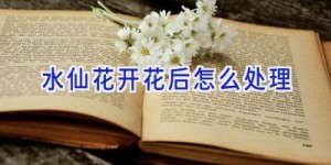 水仙花开花后怎么处理