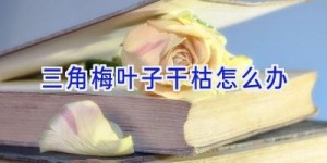 三角梅叶子干枯怎么办