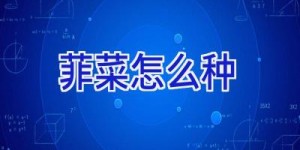 菲菜怎么种
