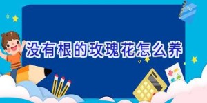 没有根的玫瑰花怎么养