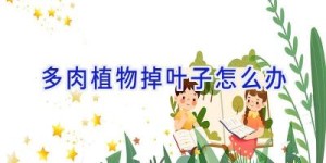 多肉植物掉叶子怎么办