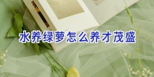 水养绿萝怎么养才茂盛