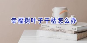 幸福树叶子干枯怎么办