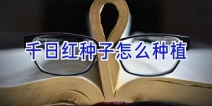 千日红种子怎么种植