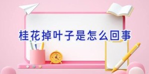 桂花掉叶子是怎么回事
