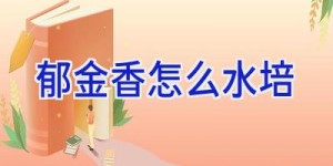 郁金香怎么水培