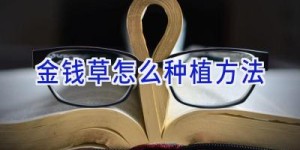 金钱草怎么种植方法