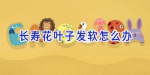 长寿花叶子发软怎么办