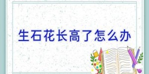 生石花长高了怎么办