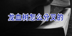 龙血树怎么分叉的