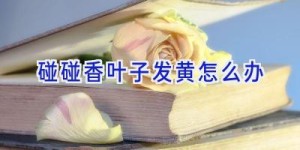 碰碰香叶子发黄怎么办