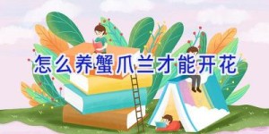 怎么养蟹爪兰才能开花