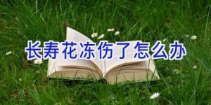 长寿花冻伤了怎么办