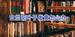 白兰花叶子发黄怎么办