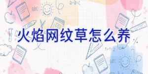 火焰网纹草怎么养