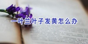 一叶兰叶子发黄怎么办