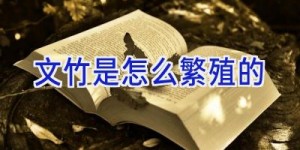 文竹是怎么繁殖的