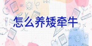 怎么养矮牵牛