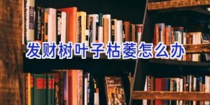 发财树叶子枯萎怎么办