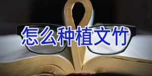 怎么种植文竹