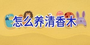 怎么养清香木